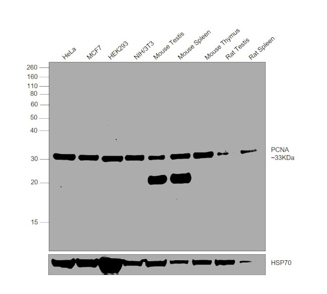 PCNA Antibody in Western Blot (WB)