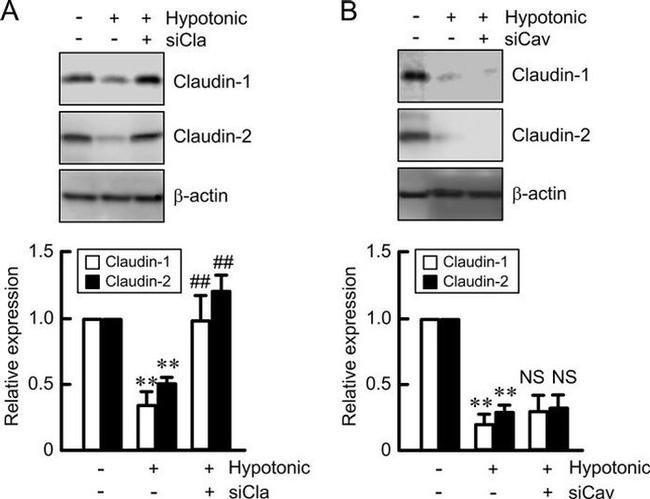 Claudin 1 Antibody in Western Blot (WB)