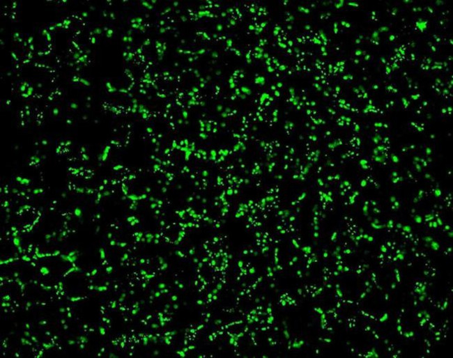 Connexin 26 Antibody in Immunohistochemistry (IHC)