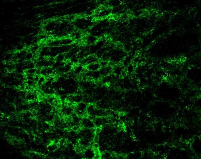 Connexin 43 Antibody in Immunohistochemistry (IHC)