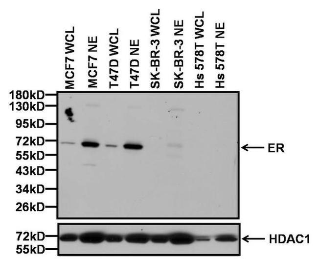 Estrogen Receptor alpha Antibody in Western Blot (WB)