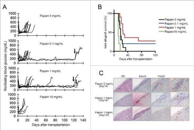 FOXP3 Antibody in Immunohistochemistry (IHC)