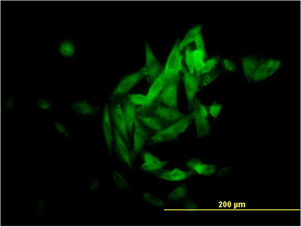 NQO1 Antibody in Immunocytochemistry (ICC/IF)