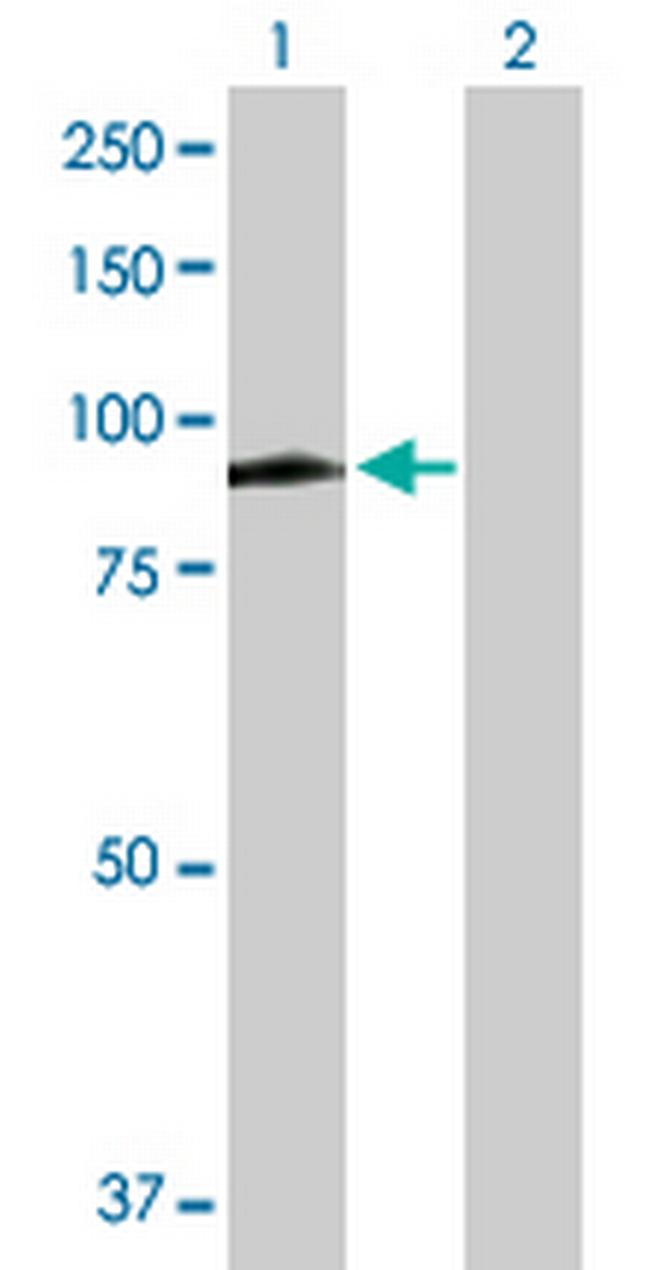 MX1 Antibody in Western Blot (WB)