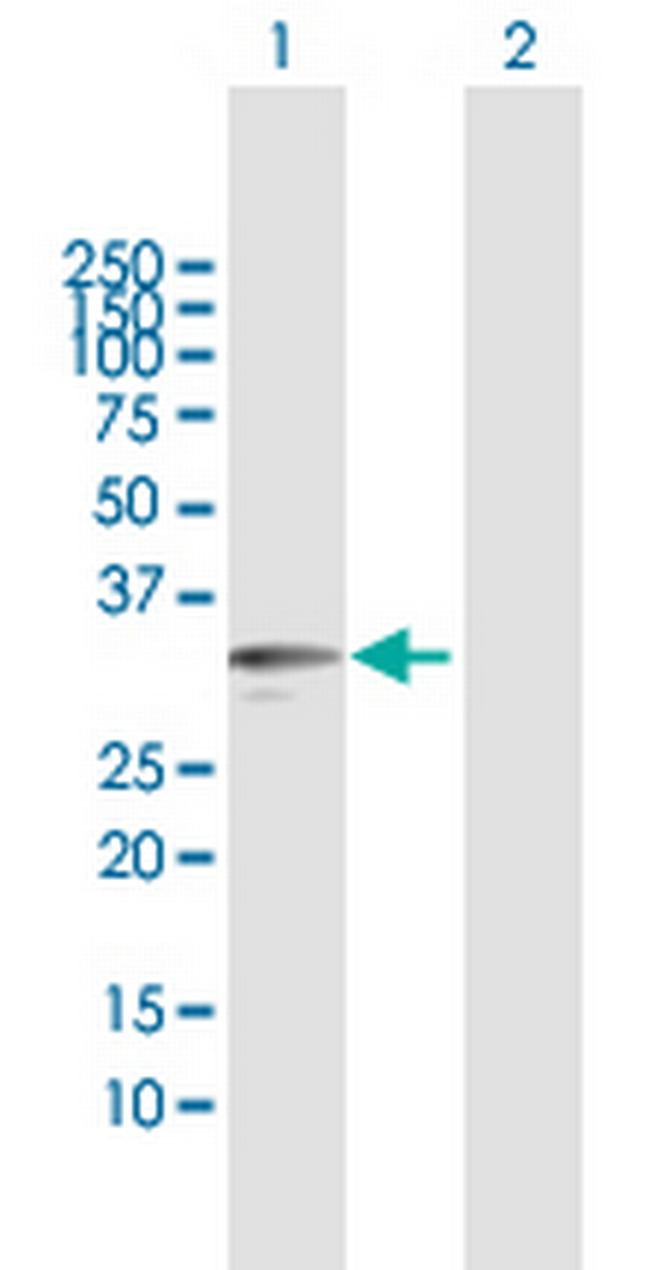 KLK9 Antibody in Western Blot (WB)