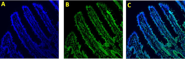 H3K18ac Antibody in Immunocytochemistry (ICC/IF)