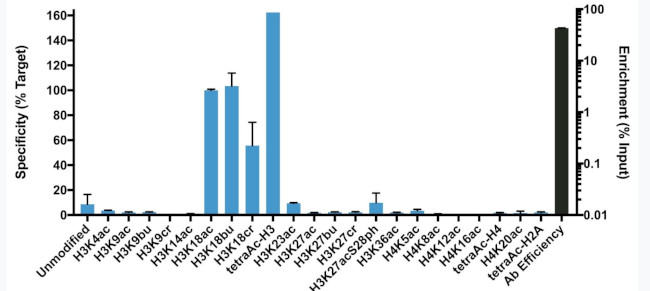 H3K18ac Antibody in ChIP Assay (ChIP)