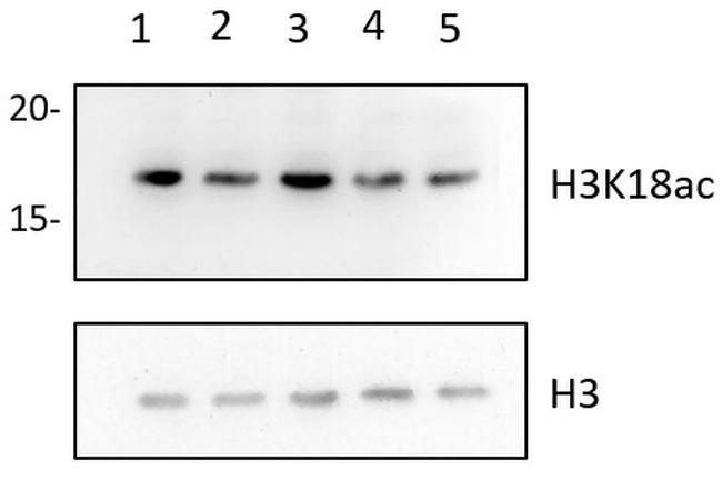 H3K18ac Antibody in Western Blot (WB)