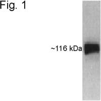 HIF1A Antibody in Western Blot (WB)