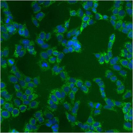 mtHSP70 Antibody in Immunocytochemistry (ICC/IF)