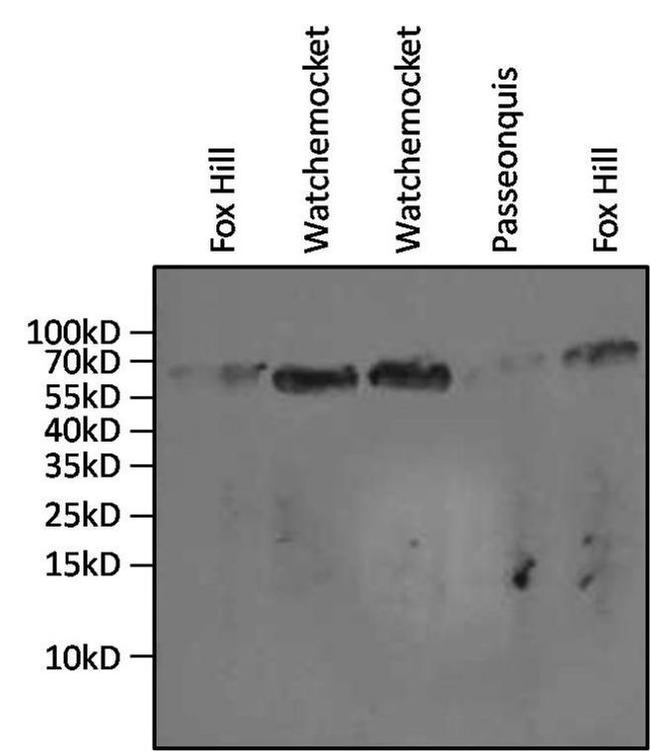 HSP70 Antibody in Western Blot (WB)