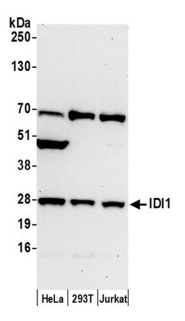 IDI1 Antibody in Western Blot (WB)