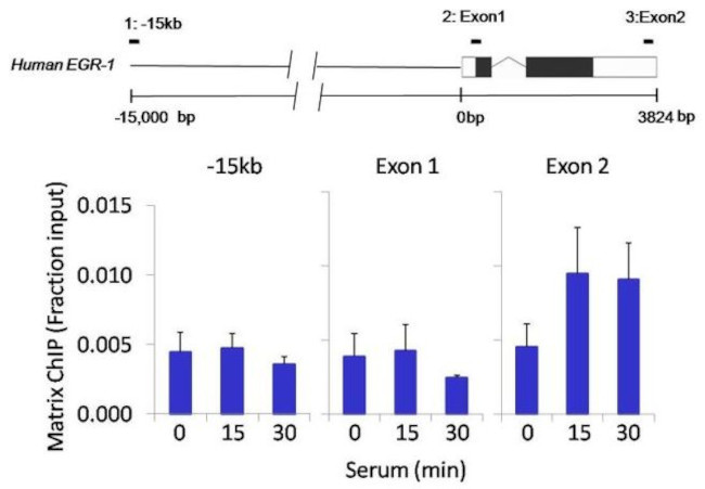 Ki-67 Antibody in ChIP Assay (ChIP)