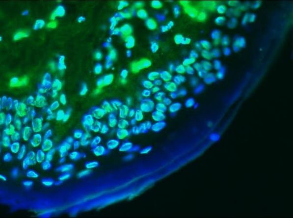 Lamin A/C Antibody in Immunohistochemistry (Frozen) (IHC (F))