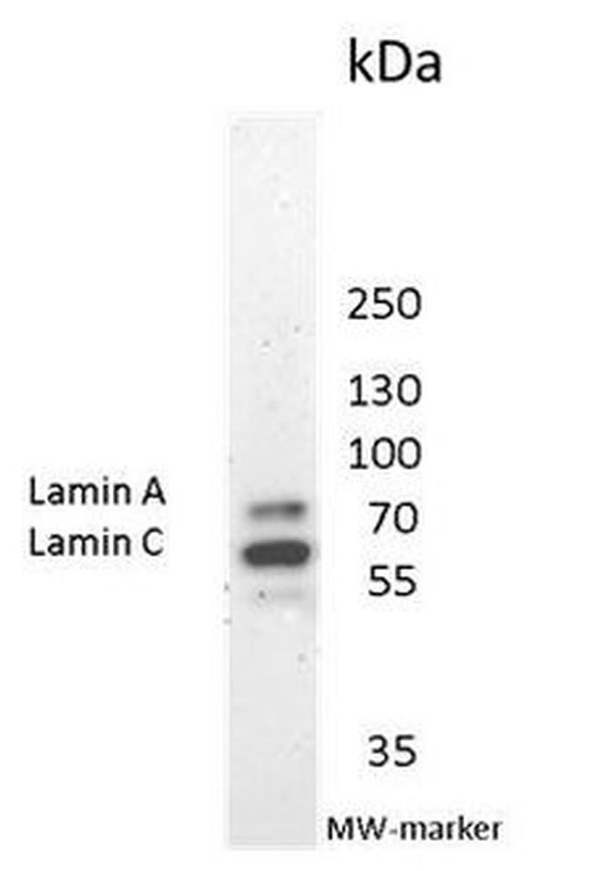 Lamin A/C Antibody in Western Blot (WB)