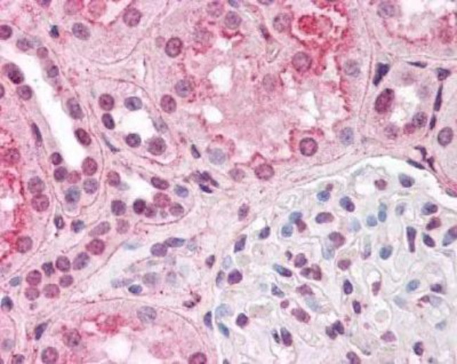 HIF1A Antibody in Immunohistochemistry - Free Floating (IHC (Free))