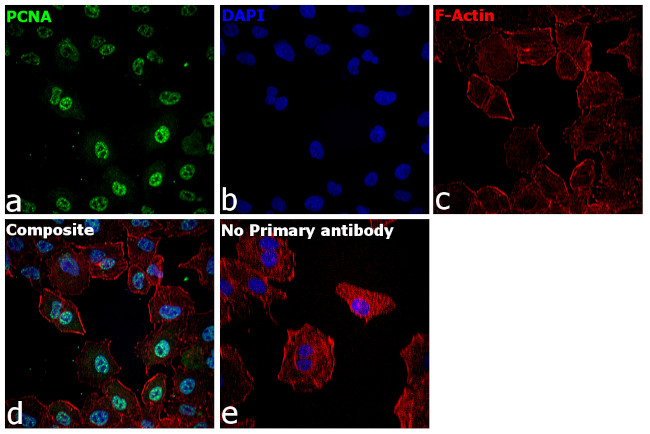 PCNA Antibody in Immunocytochemistry (ICC/IF)