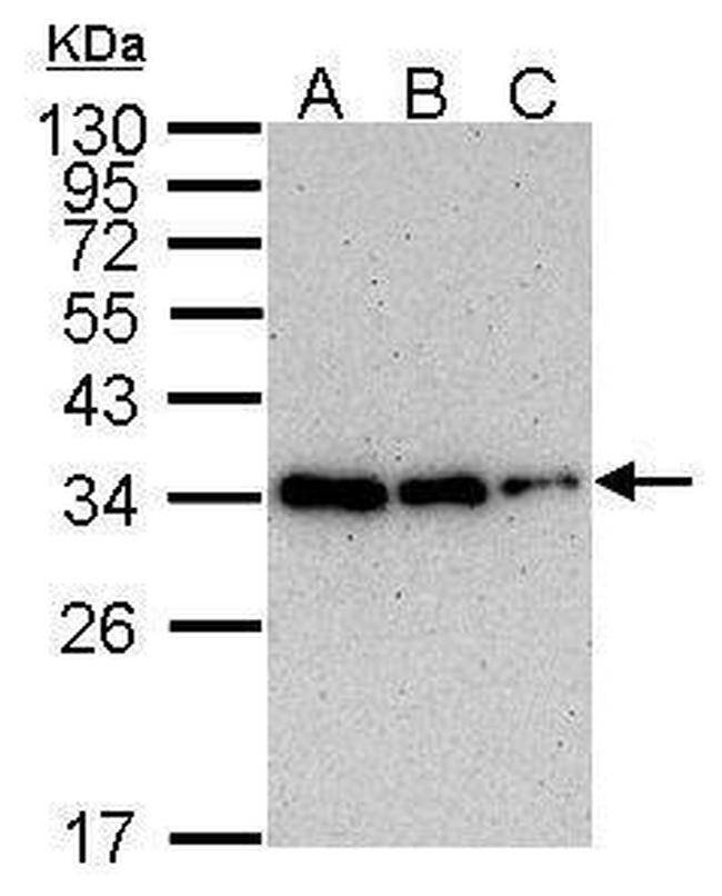 PCNA Antibody in Western Blot (WB)