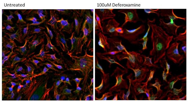 HIF1A Antibody