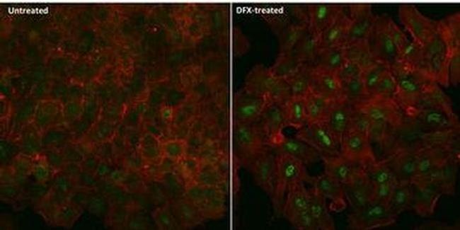 HIF1A Antibody