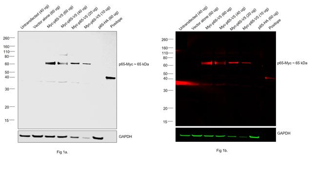 c-Myc Antibody in Western Blot (WB)