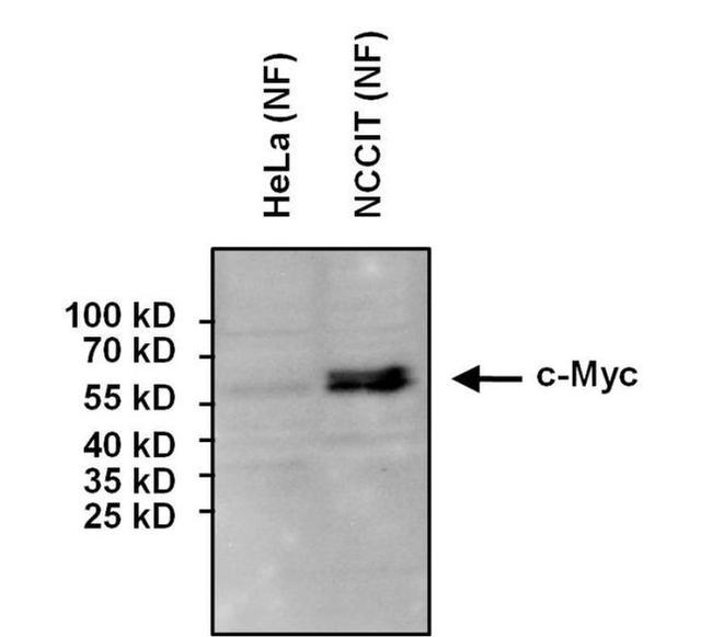 c-Myc Antibody in Western Blot (WB)