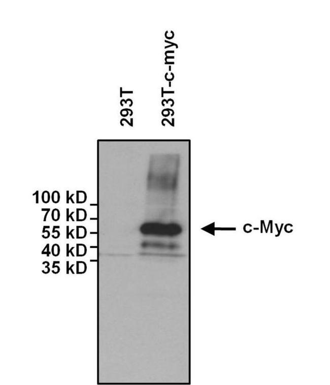 c-Myc Antibody in Western Blot (WB)