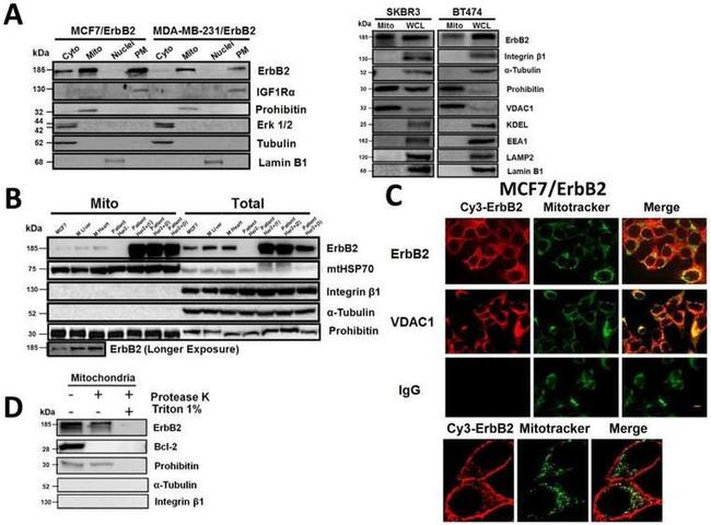 mtHSP70 Antibody in Western Blot (WB)