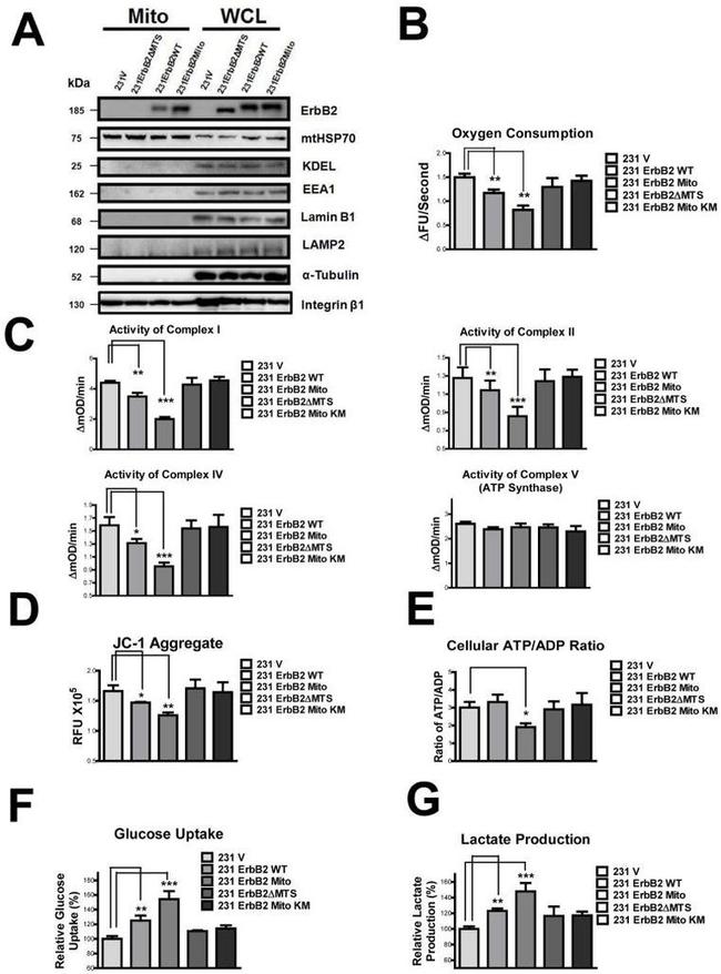 mtHSP70 Antibody in Western Blot (WB)