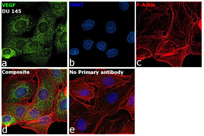 VEGF Antibody in Immunocytochemistry (ICC/IF)