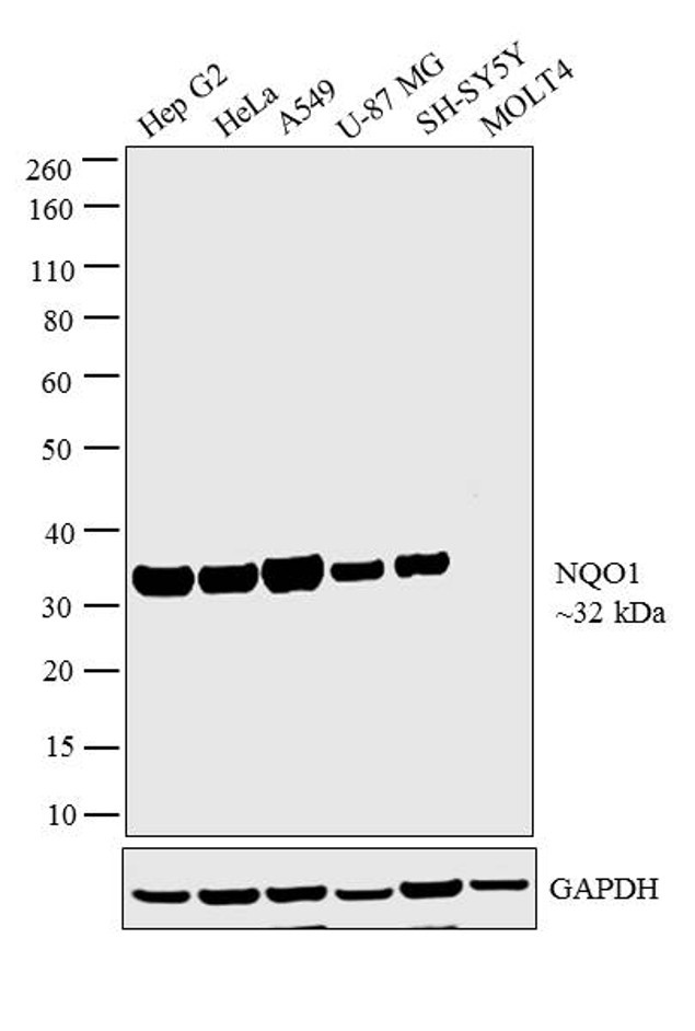 NQO1 Antibody