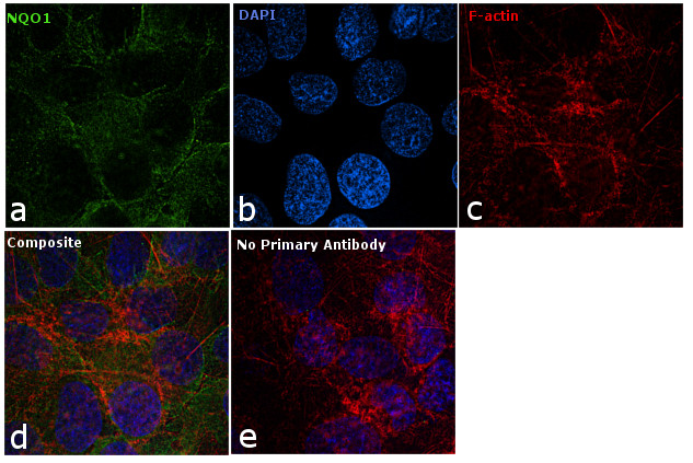 NQO1 Antibody in Immunocytochemistry (ICC/IF)