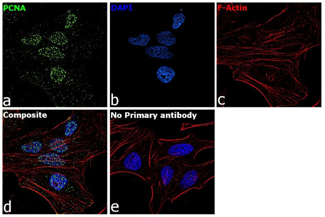 PCNA Antibody in Immunocytochemistry (ICC/IF)