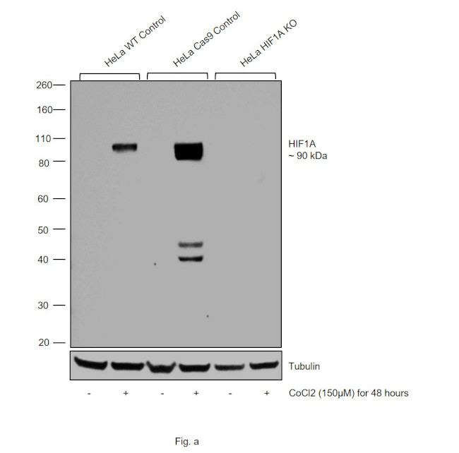 HIF1A Antibody