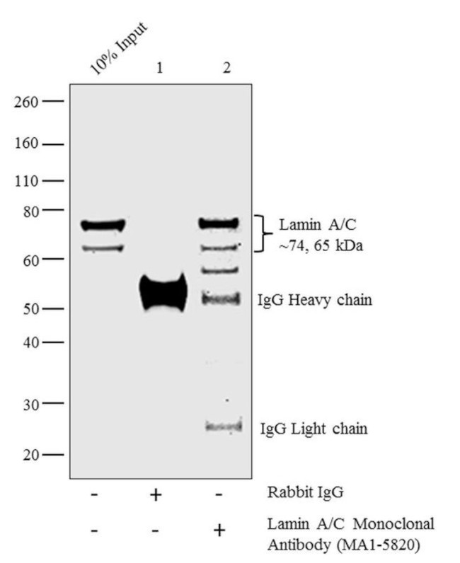 Lamin A/C Antibody in ChIP Assay (ChIP)