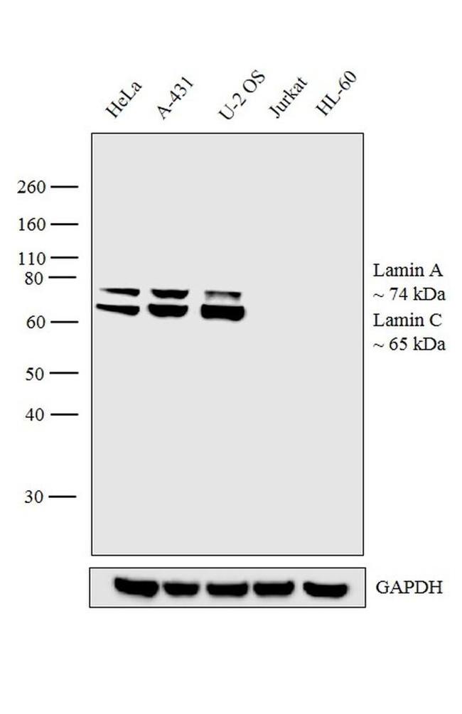 Lamin A/C Antibody in Western Blot (WB)