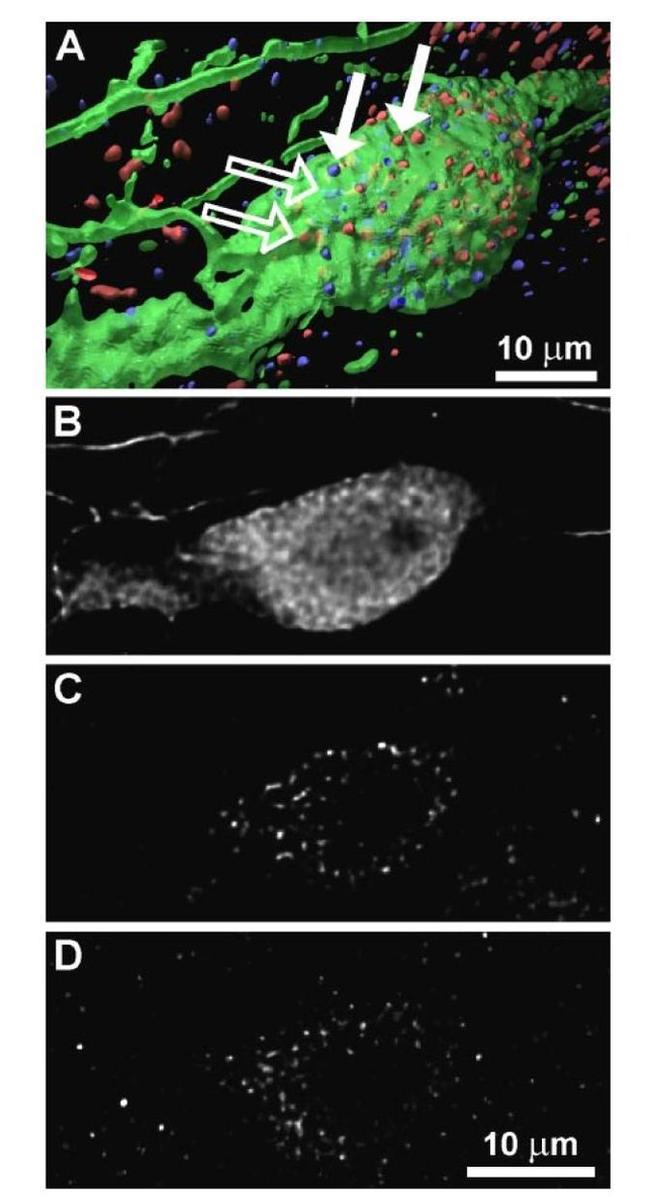 Prolactin Receptor Antibody in Immunocytochemistry (ICC/IF)