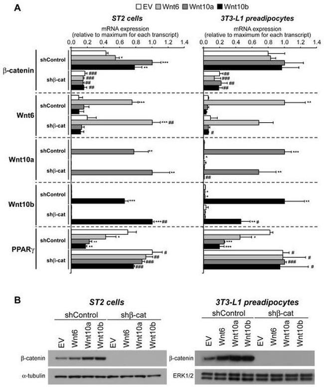 alpha Tubulin Antibody in Western Blot (WB)