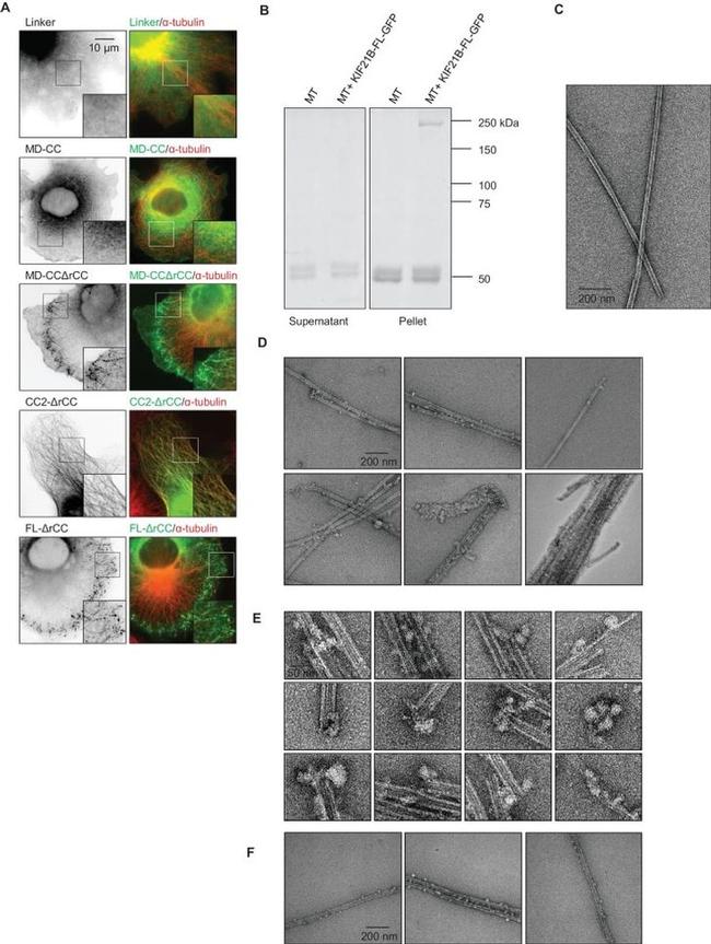 alpha Tubulin Antibody in Immunocytochemistry (ICC/IF)