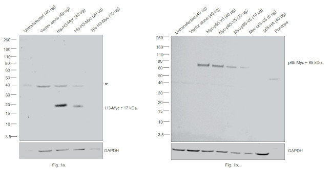 c-Myc Antibody