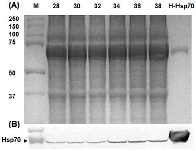 HSP70 Antibody in Western Blot (WB)