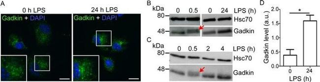 HSP70 Antibody in Western Blot (WB)