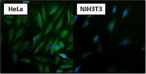 HSP70 Antibody in Immunocytochemistry (ICC/IF)