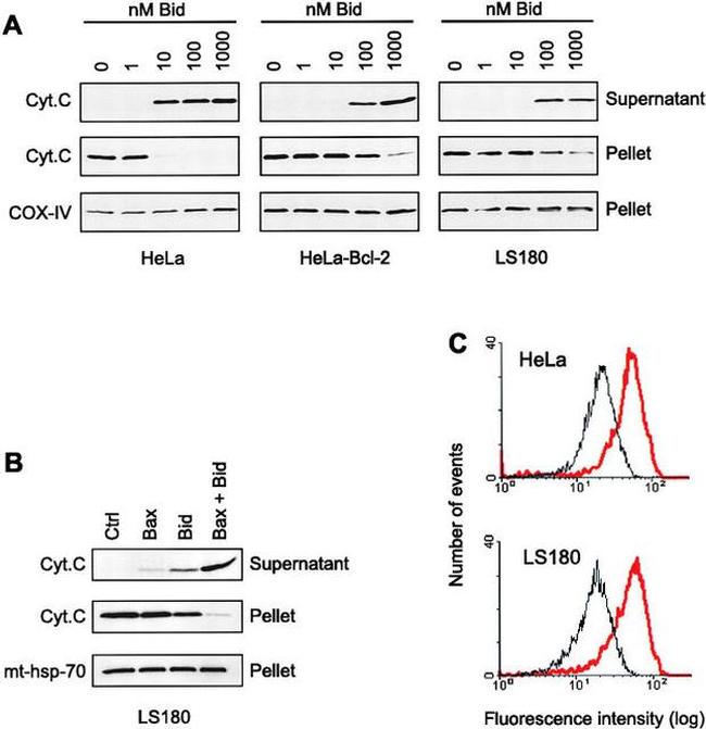 mtHSP70 Antibody in Western Blot (WB)