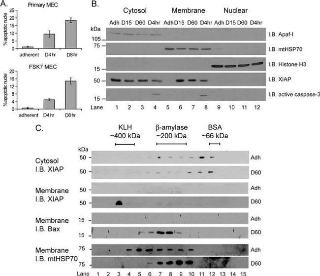 mtHSP70 Antibody in Western Blot (WB)