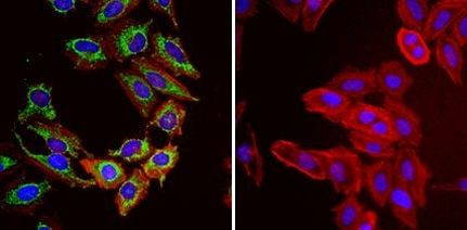 mtHSP70 Antibody in Immunocytochemistry (ICC/IF)