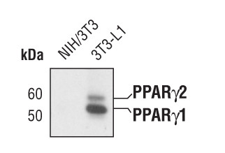 PPAR gamma Antibody in Western Blot (WB)