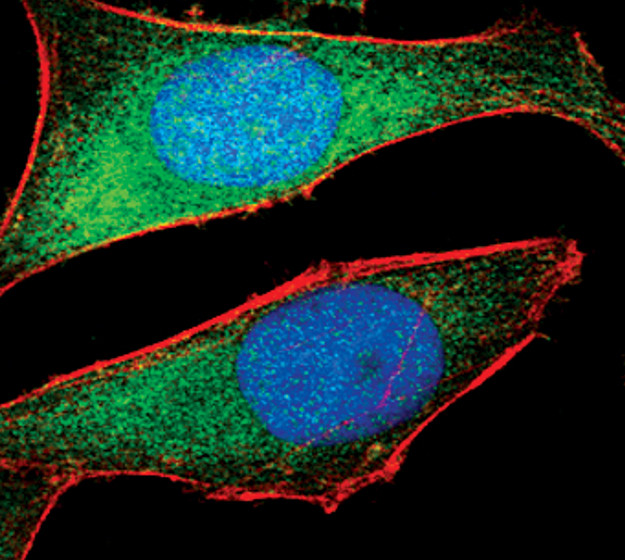 NQO1 Antibody in Immunocytochemistry (ICC/IF)