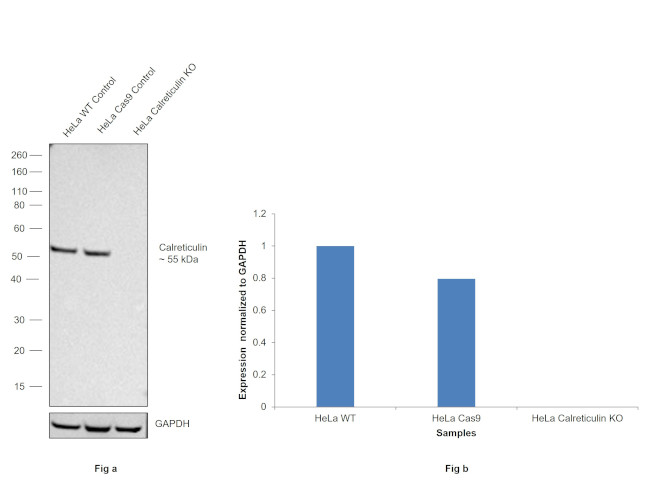 Calreticulin Antibody in Western Blot (WB)