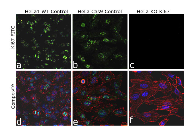 Ki-67 Antibody in Immunocytochemistry (ICC/IF)